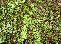 California Buckwheat / Eriogonum fasciculatum